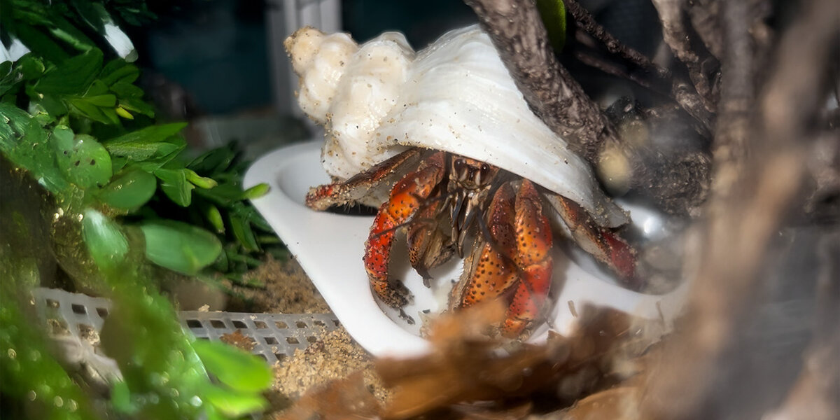 Four Abandoned Hermit Crabs Pick Out New Shells - Videos - The Dodo