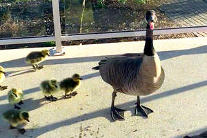 Geese Hide Adorable Secret On Man's Deck