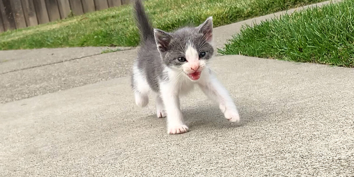 Tiny Abandoned Kitten Asks This Guy To Be His Mom - Videos - The Dodo