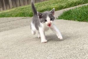 Tiny Abandoned Kitten Asks This Guy To Be His Mom