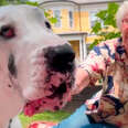 Great Dane Meets A Grandma In The Woods And They Become BFFs