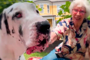 Great Dane Meets A Grandma In The Woods And They Become BFFs