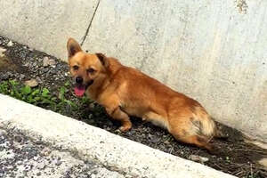 Paralyzed Dog Found On The Side Of The Road Walks Again