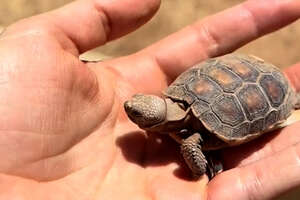 30-Year-Old Tortoise Guides Her Mom On Daily Walks