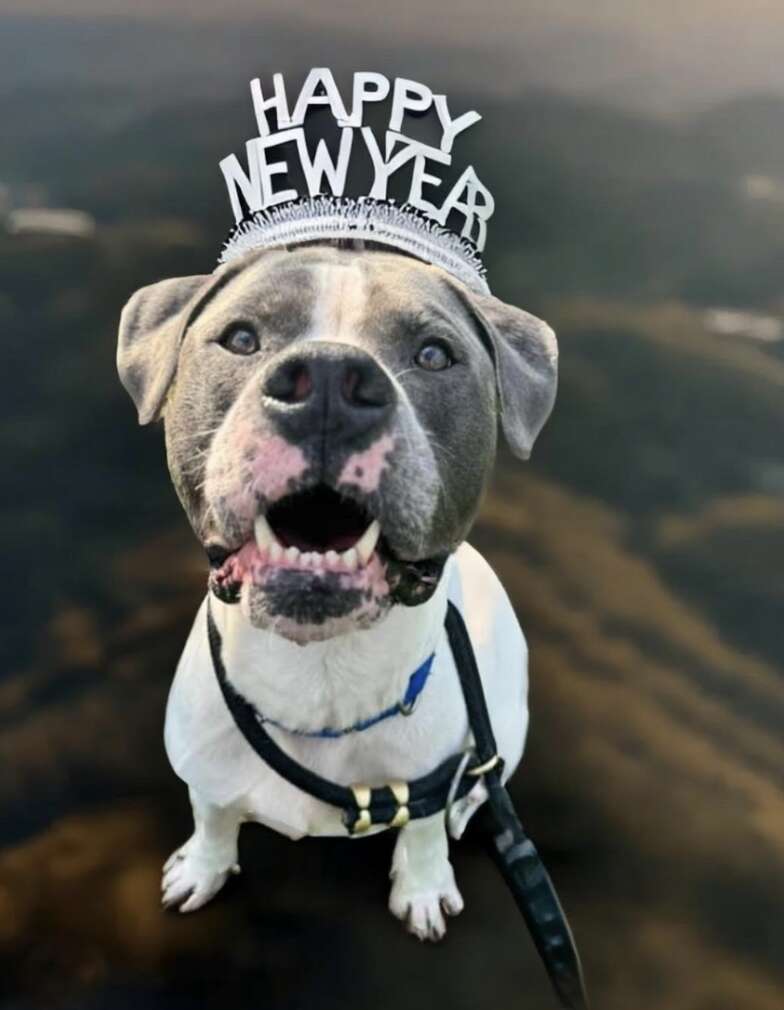 dog wearing headband 