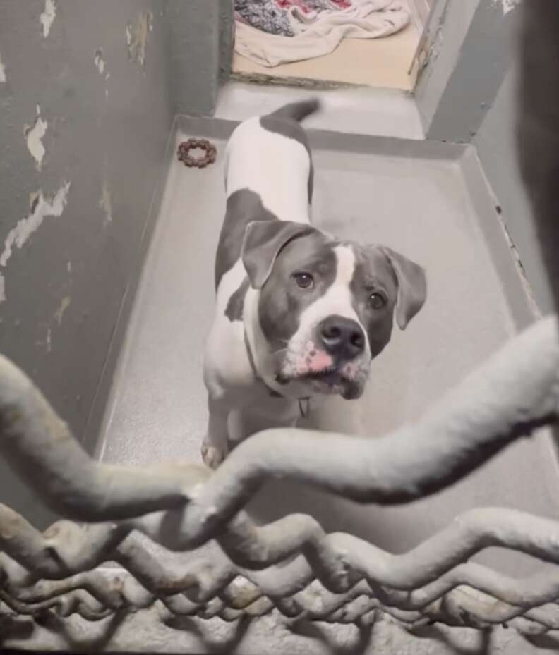 dog in kennel