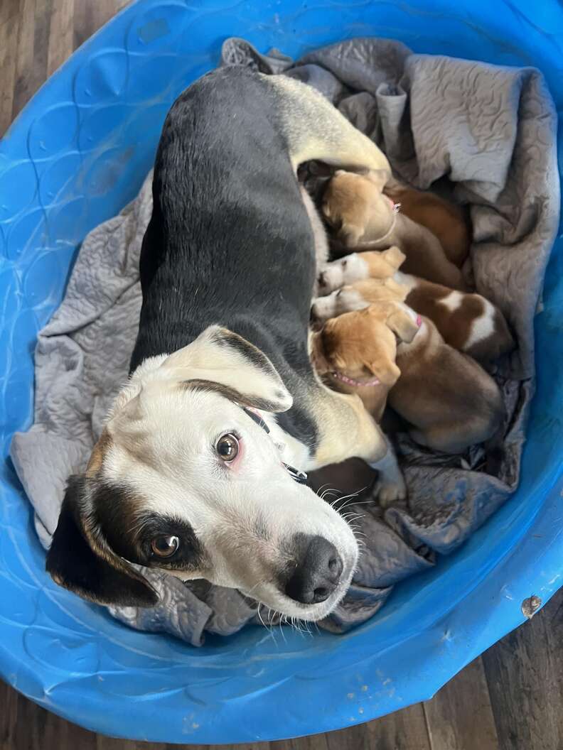 Puppies reunite with their mom