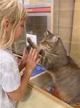 Shelter Cat Scratches At Glass Enclosure, Begging For A Home