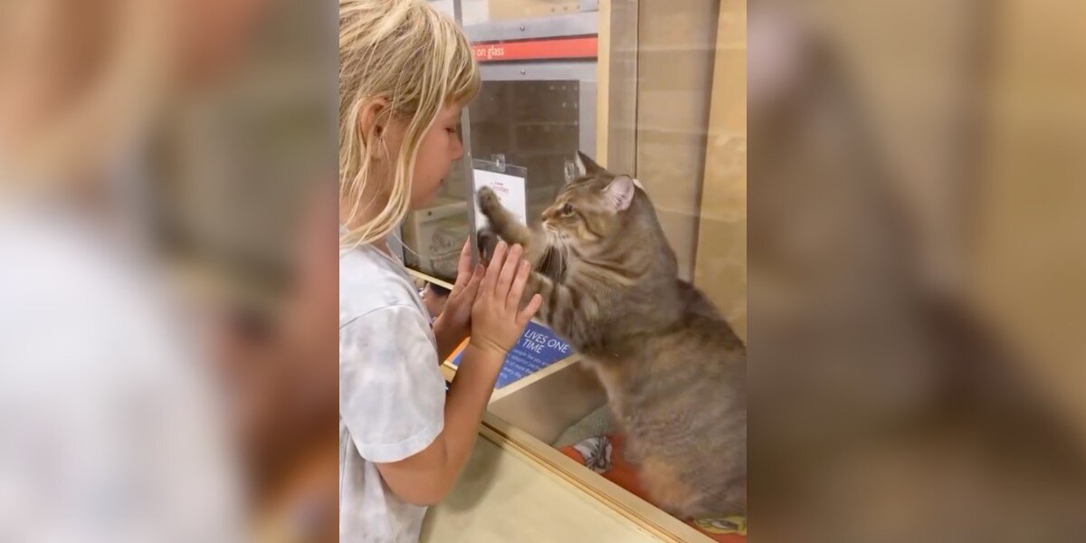 Shelter Cat Scratches At Glass Enclosure, Begging For A Home