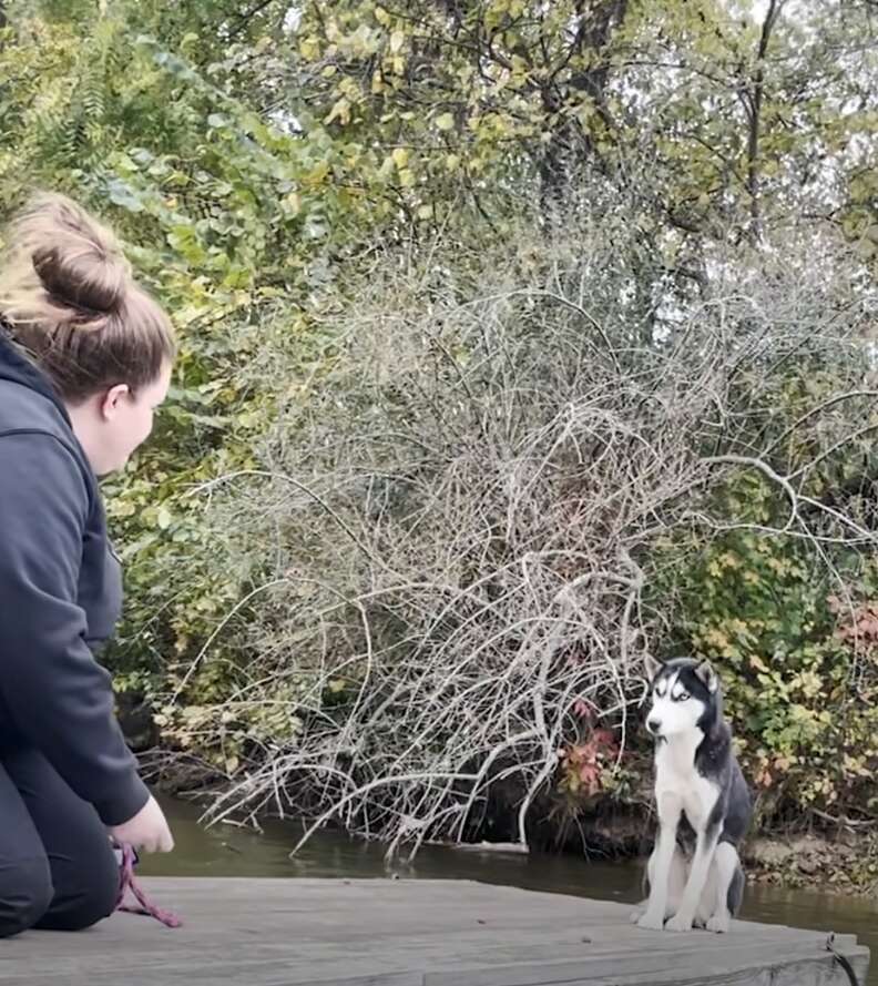 husky