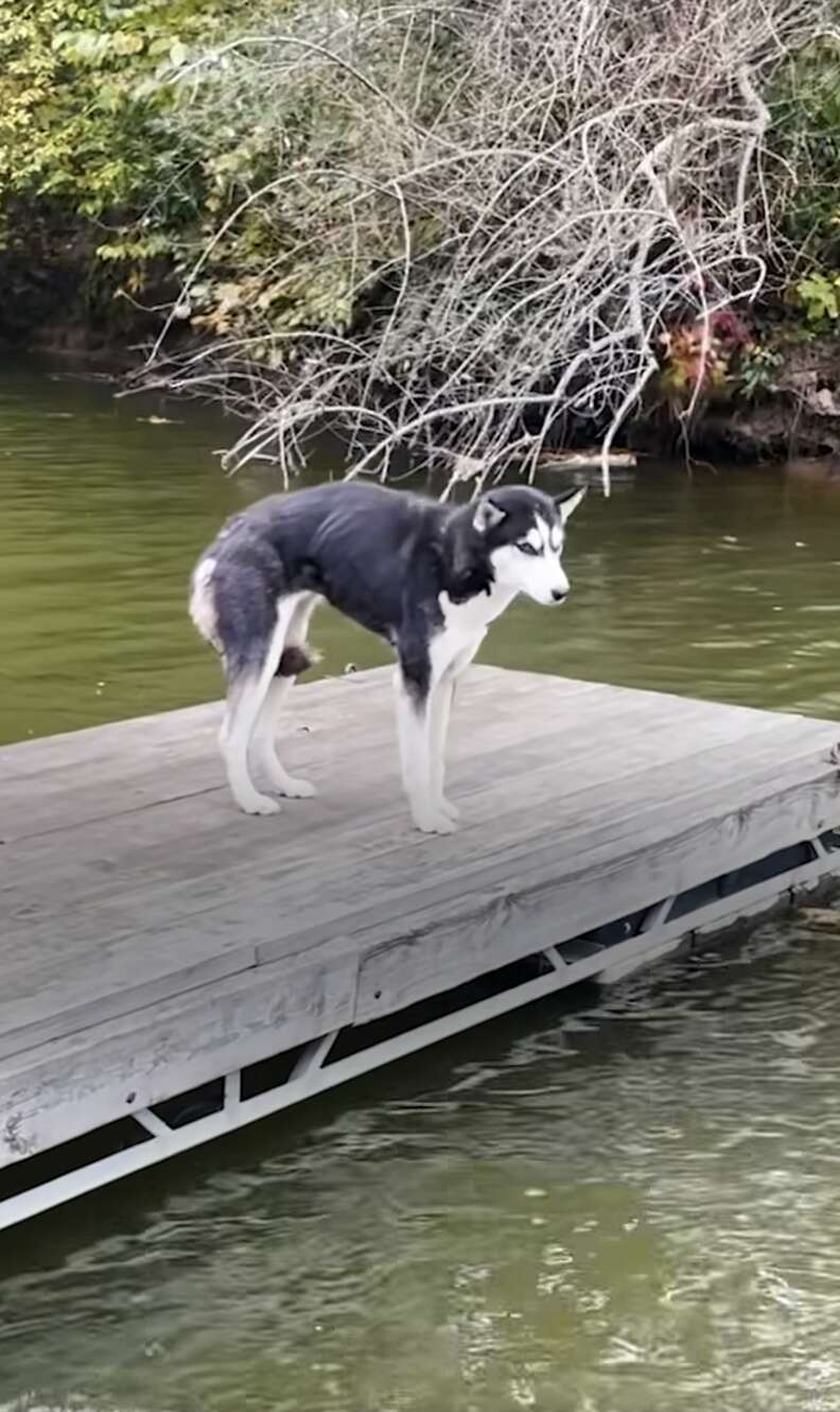 husky