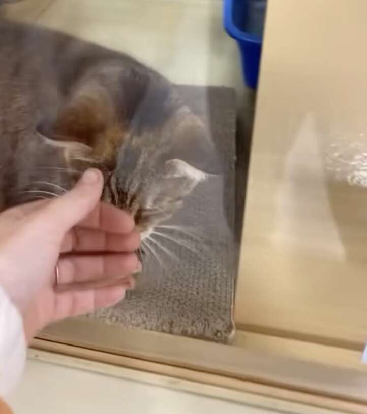 可愛い猫ちゃん