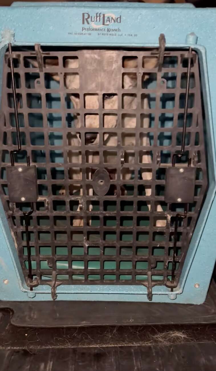 Dog in crate