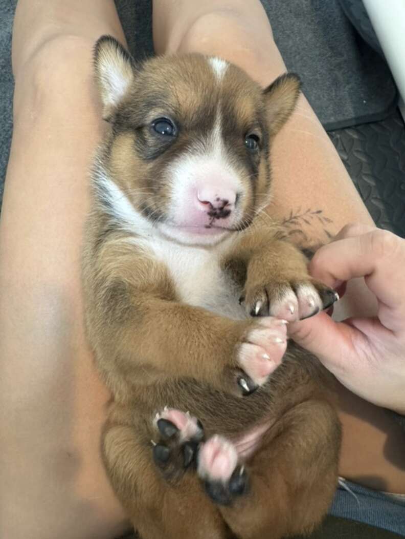 Puppy on woman's lap