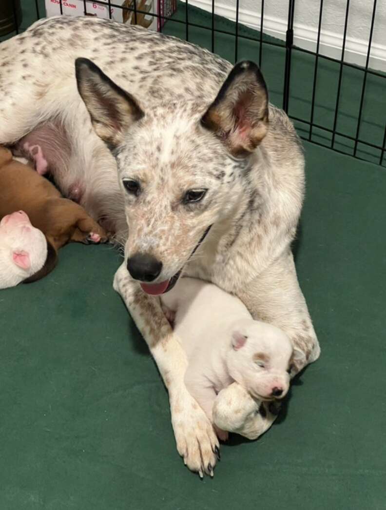 Puppy sitting with mama dog