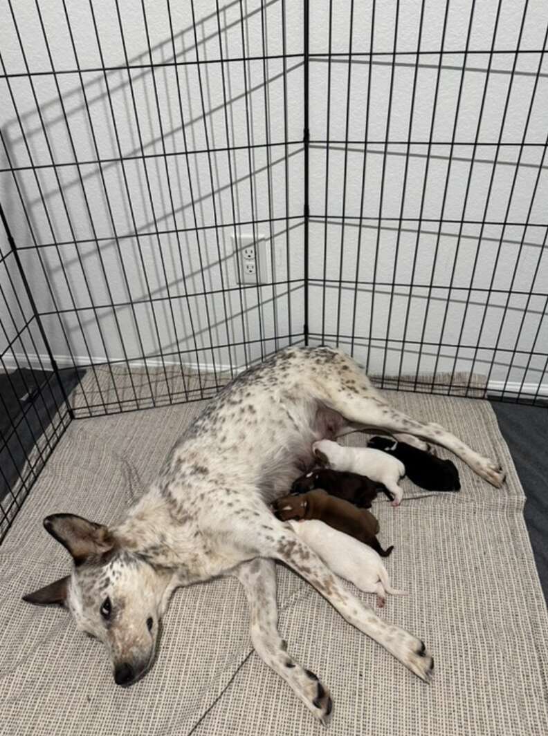 Puppies nursing from mom