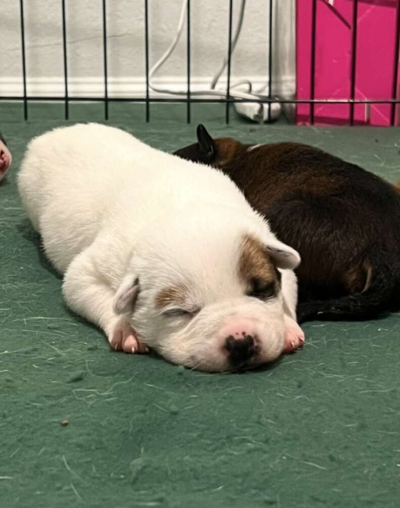 Puppy sleeping on fake grass