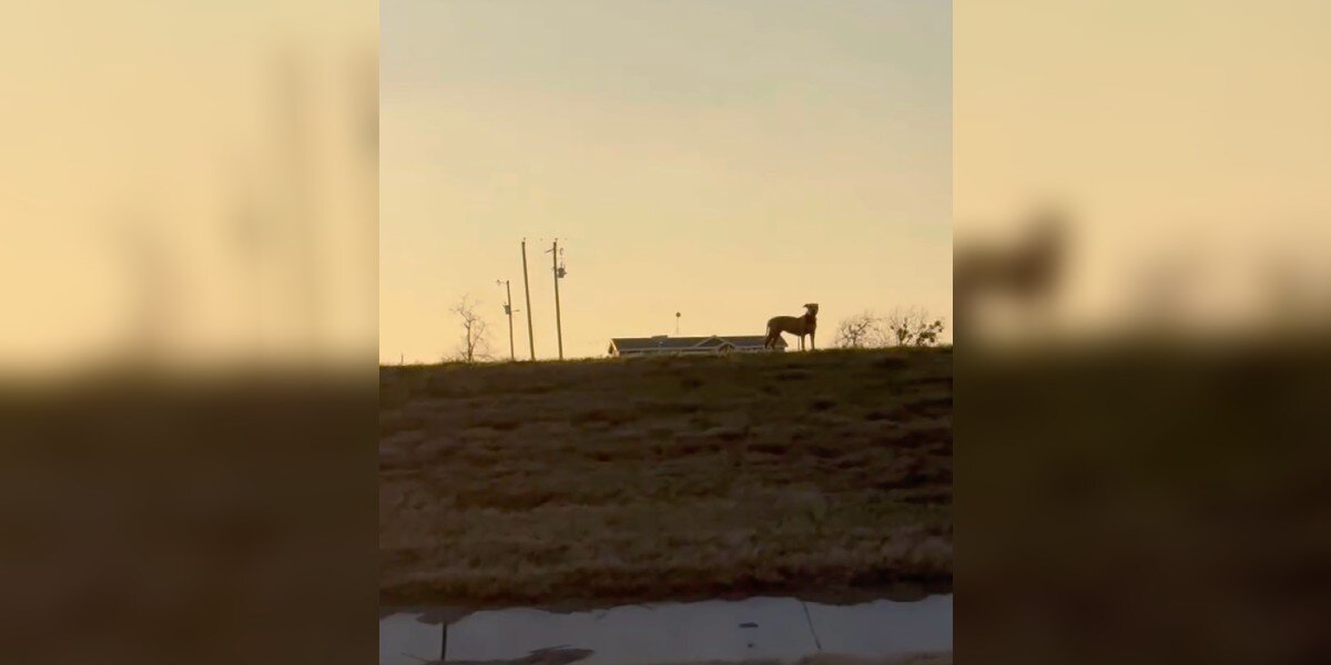 Driver Dodges Highway Traffic To Save Helpless Animal Stranded On Median