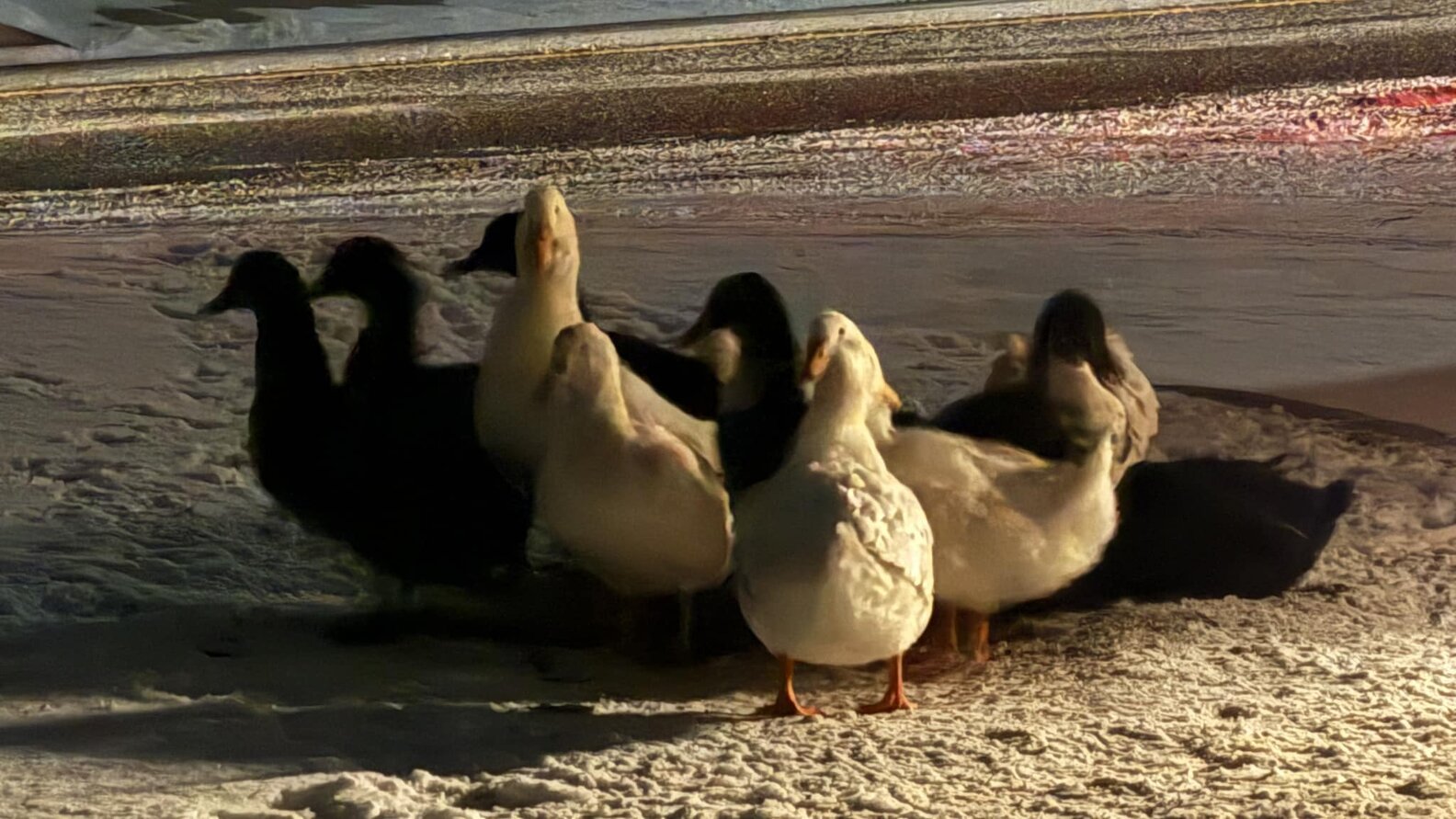 Pile Of 'Helpless Angels' Huddled Together In Cold Until Woman Stops To ...