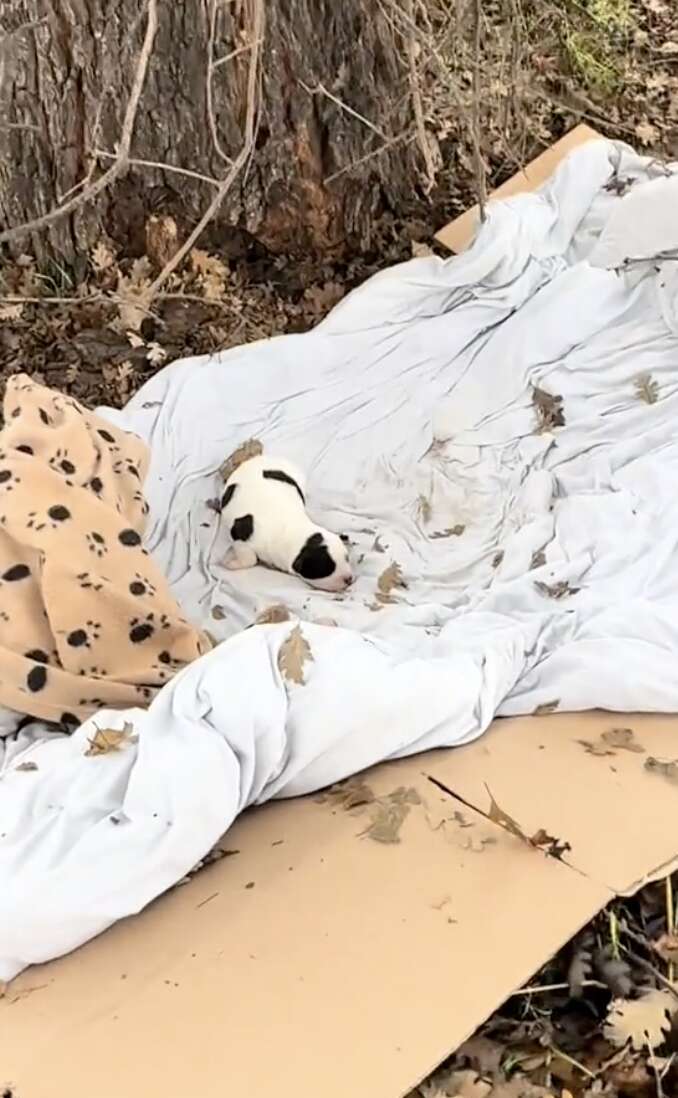 Puppy on blanket