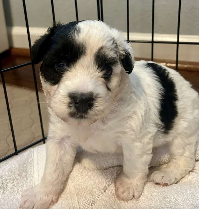 Puppy with black and white fur