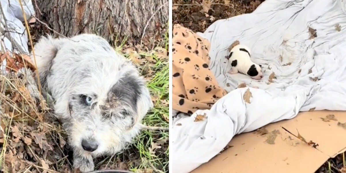 Woman Finds Dog Living In A Ditch — Then Sees She's Guarding A Tiny Life