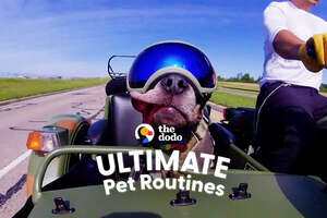 Ultimate Pet Routines with Rhino The Blue