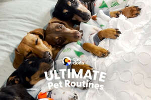 Weiner Dogs Go To Their Favorite Place with Yuna