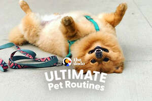 Ultimate Pet Routine With Lord Leo the Lazy Pom