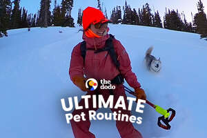 Husky's Obsession Is Skiing With Mom