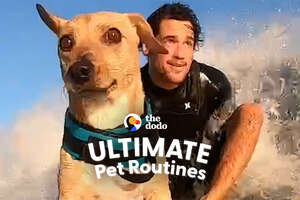 Dog Loves To Do All Sorts Of Ocean Sports With Dad