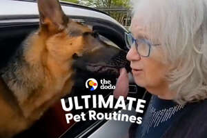 German Sheperd Loves Visiting Grandma At The Nursing Home