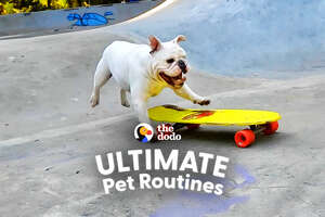 Dogs Make Dad Take Them To The Skatepark