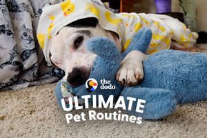 Rescue Pittie Takes Toys On His Walks For Emotional Support