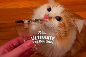 Cat Prefers A Martini To Milk