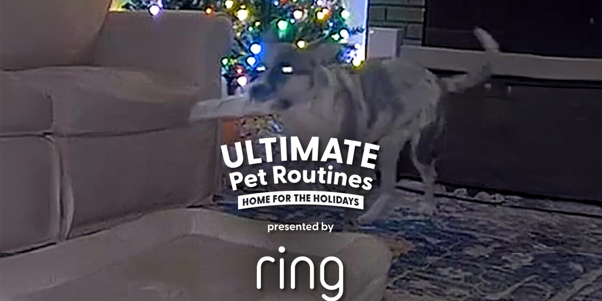 Foster Dog Gets Caught On Camera Stealing Christmas Presents Videos