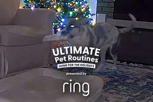 Foster Dog Gets Caught On Camera Stealing Christmas Presents