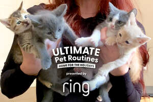 Watch This Kitten Room Get A Holiday Makeover
