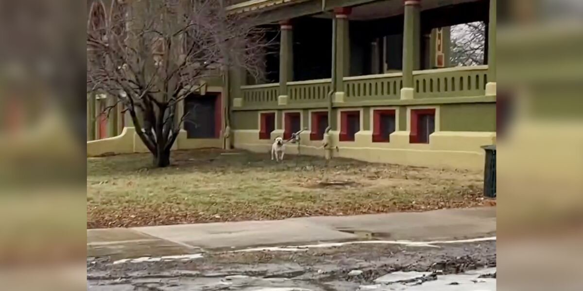 Woman Hears Someone Crying For Help In The Cold — And His Face Breaks Her Heart