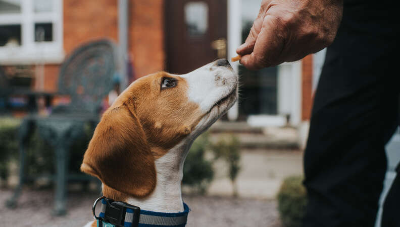 おじいさんと犬の仲良しの瞬間