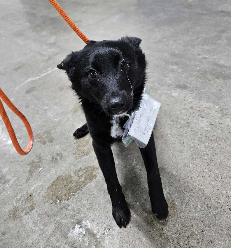 Dog abandoned in Meijer parking lot with a note