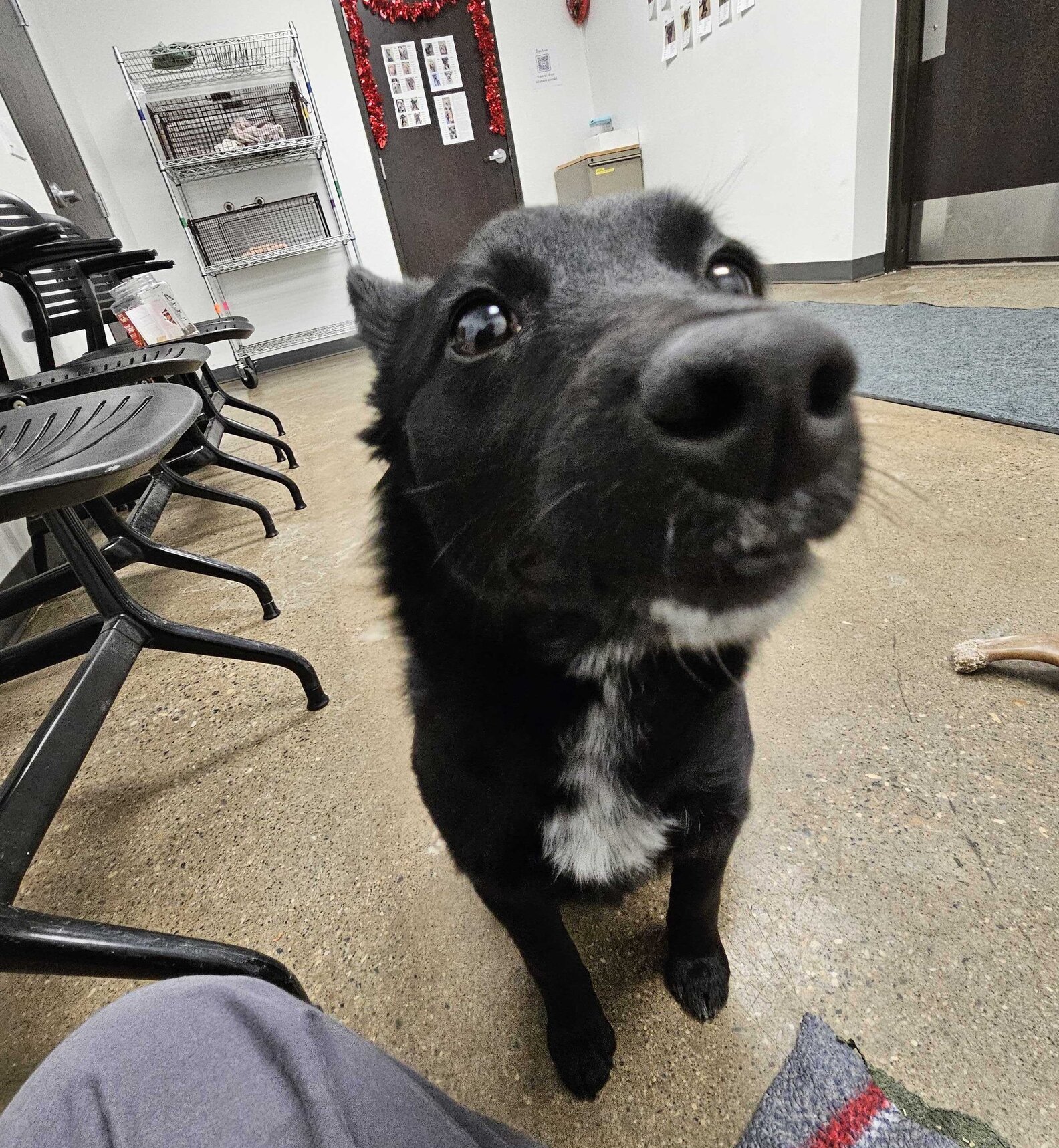Shoppers Find A Dog Loose In Meijer Parking Lot — Then They See The ...