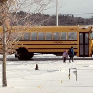 Cat Braves The Cold To Walk His Kids To The School Bus Each Morning