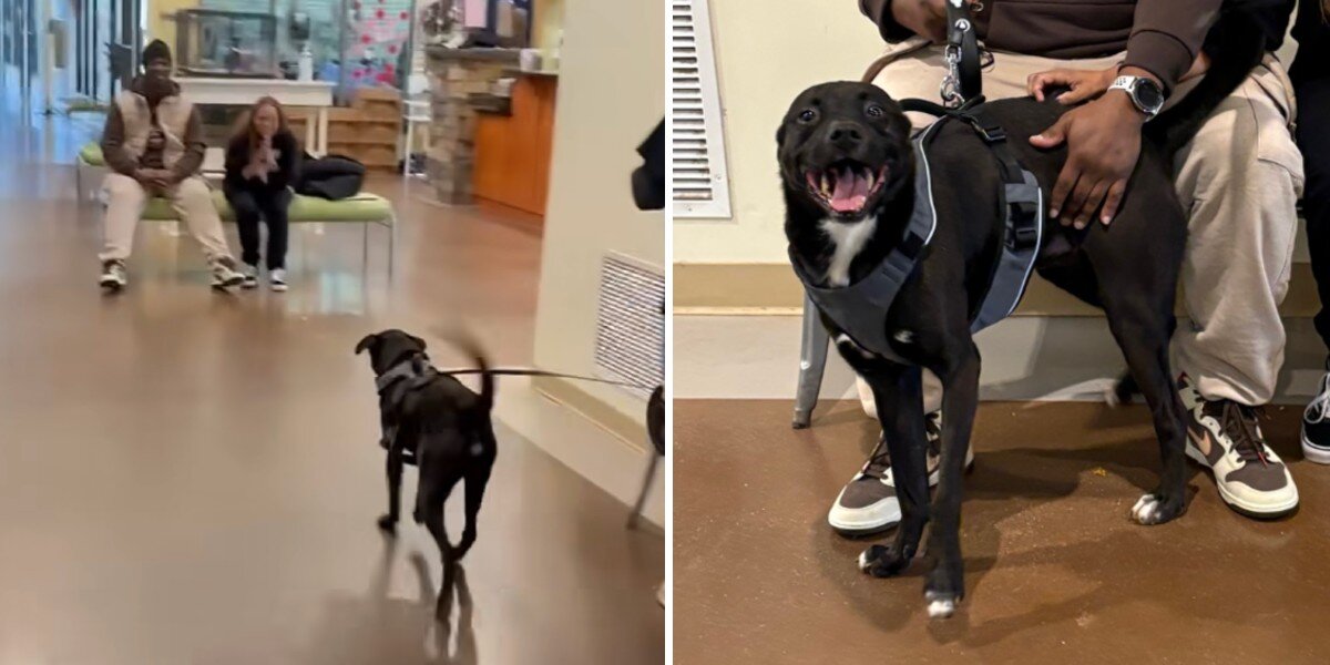 Shelter Dog Can't Stop Smiling When He Finally Reunites With His Family