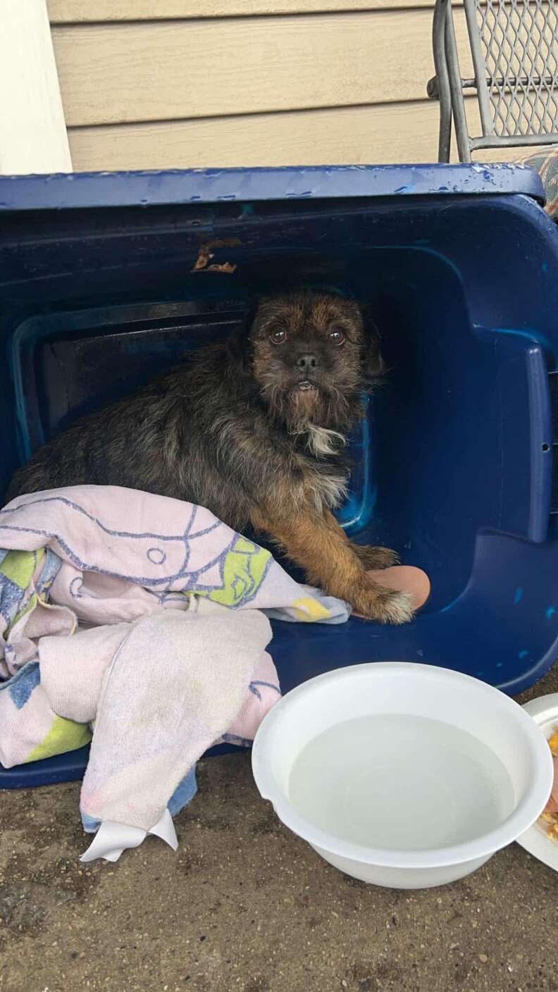 dog in tote