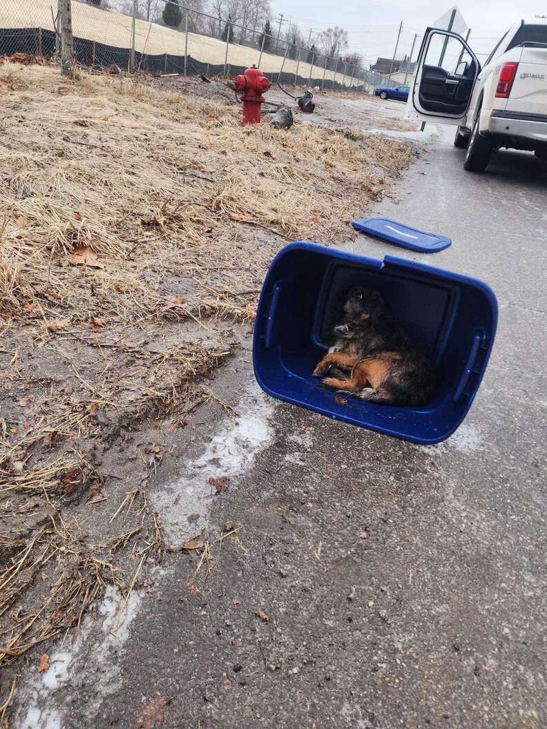 dog in tote