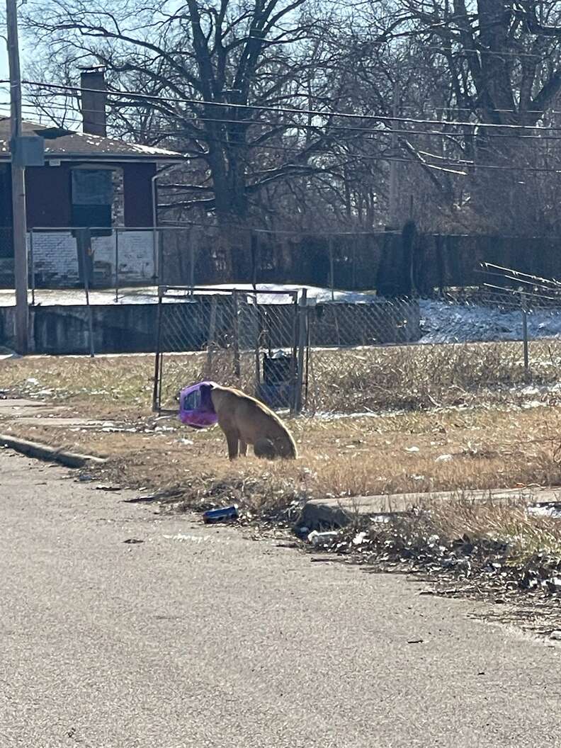 Dog with bucket of cheeseballs stuck on head