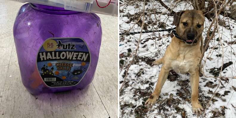 Dog freed from purple bucket