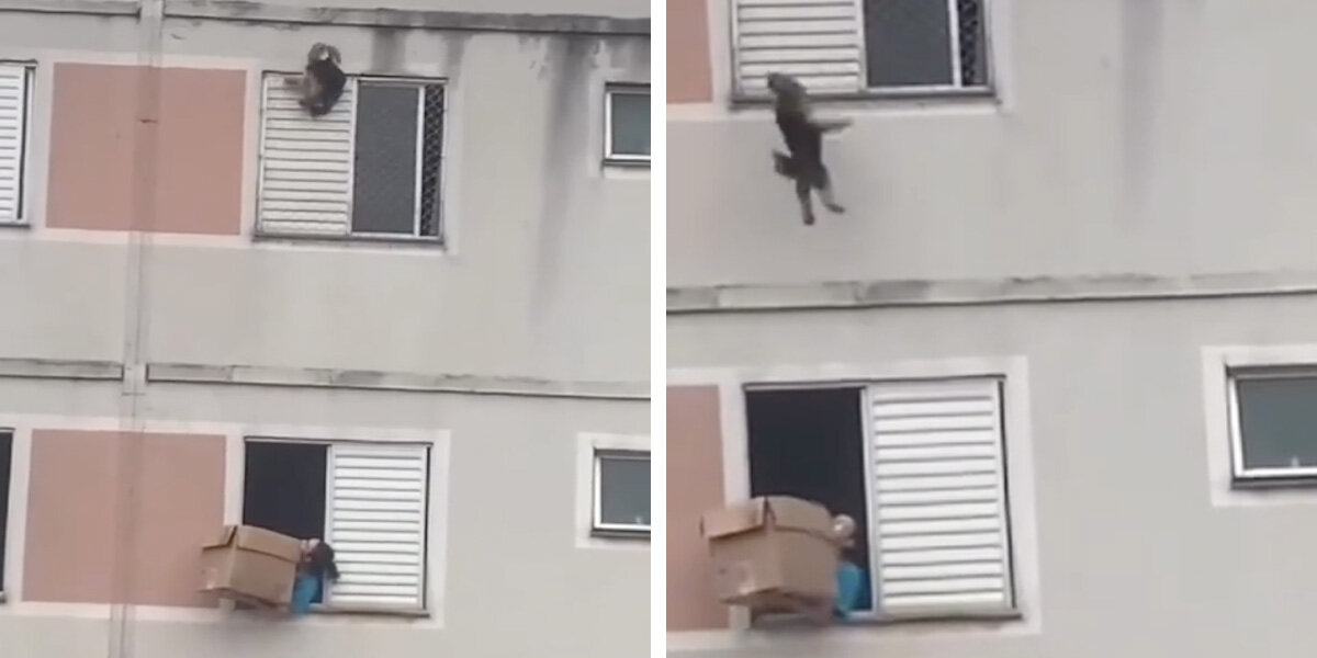 Woman Hailed A Hero After Saving Dog Who Fell From Apartment Window