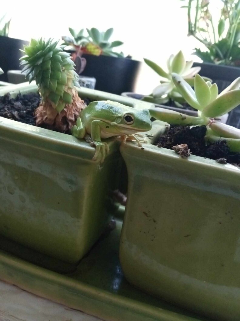 Friendly Frog Hops Into Woman's Kitchen — Then Into Her Heart - The Dodo